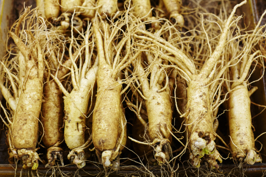 한국한의학연구원은 인삼의 주요 성분인 '진세노사이드 Rb1'이 천식 증상 완화에 효능이 있다는 사실을 규명했다. 사진은 인삼. 아이클릭아트 제공